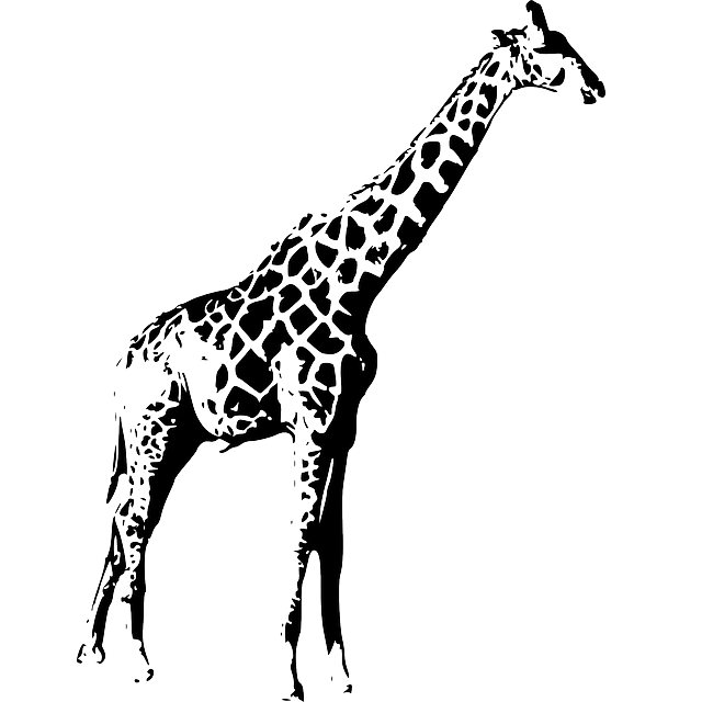 ʒiʁaf